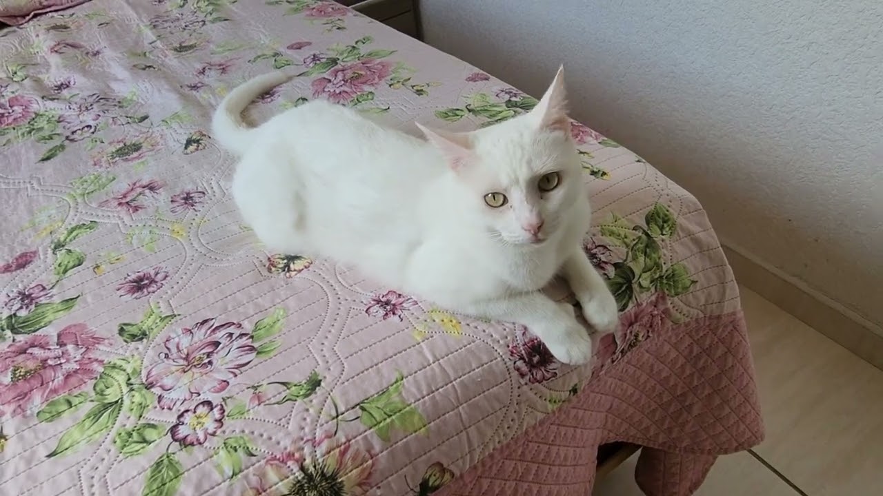 Esse vídeo é homenagem aos gatos 🐱 hj é o dia mundial dos gatos 17/02😻🥰❤️