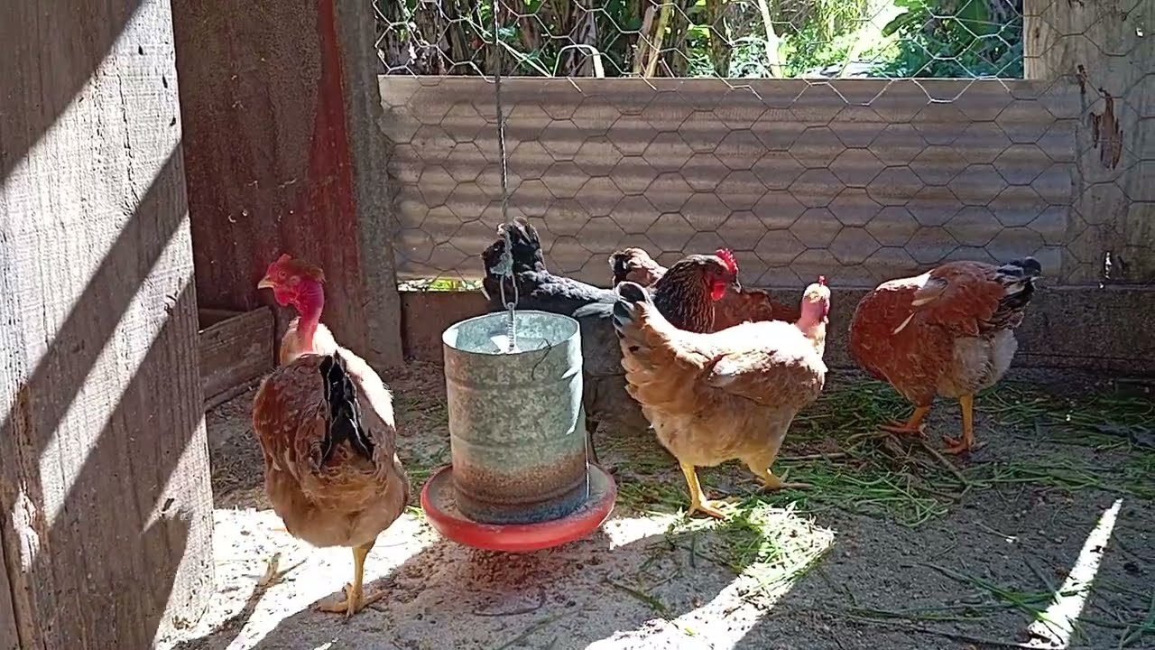 Mostrando a criação dos meus avós.