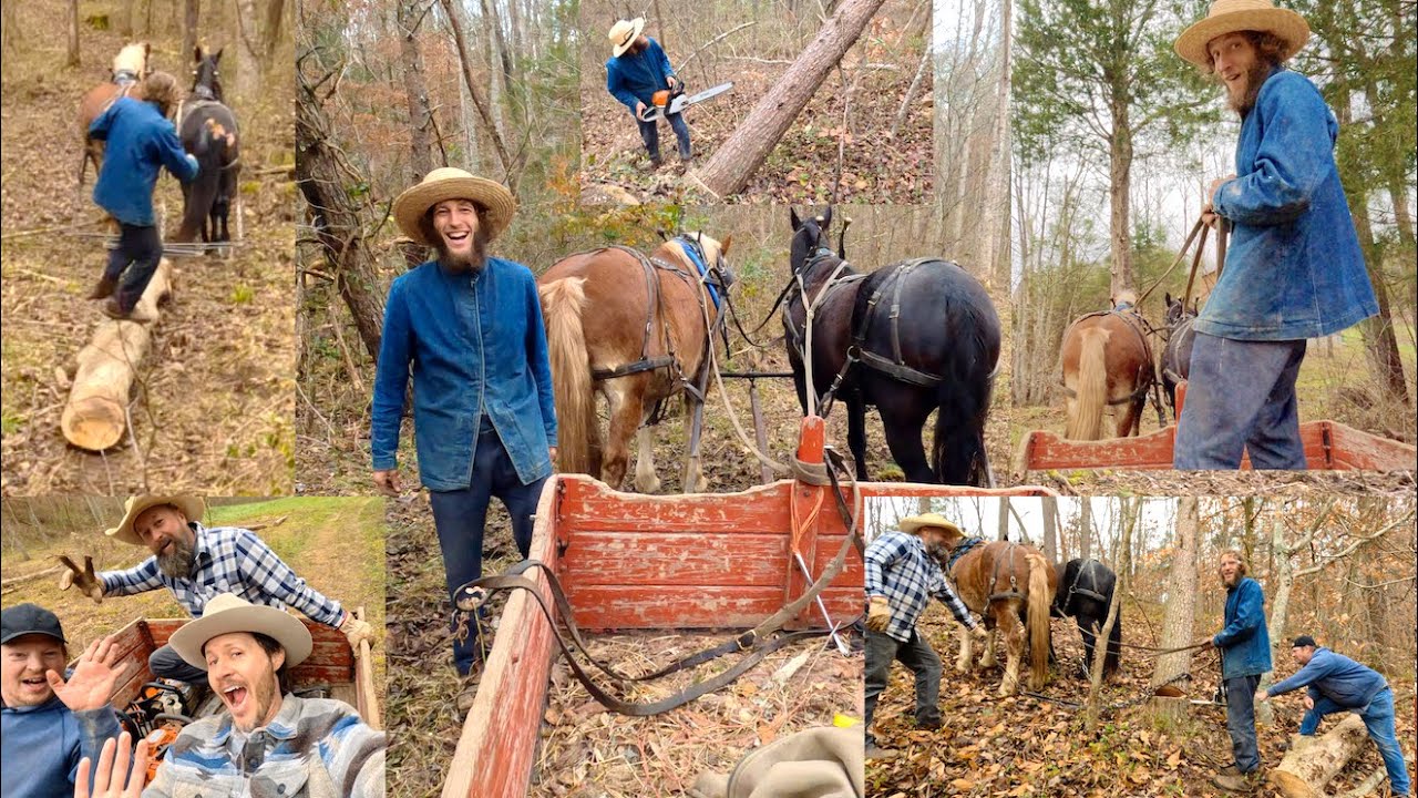 Logging With Titus Morris: An Adventure in Traditional Horse Logging!