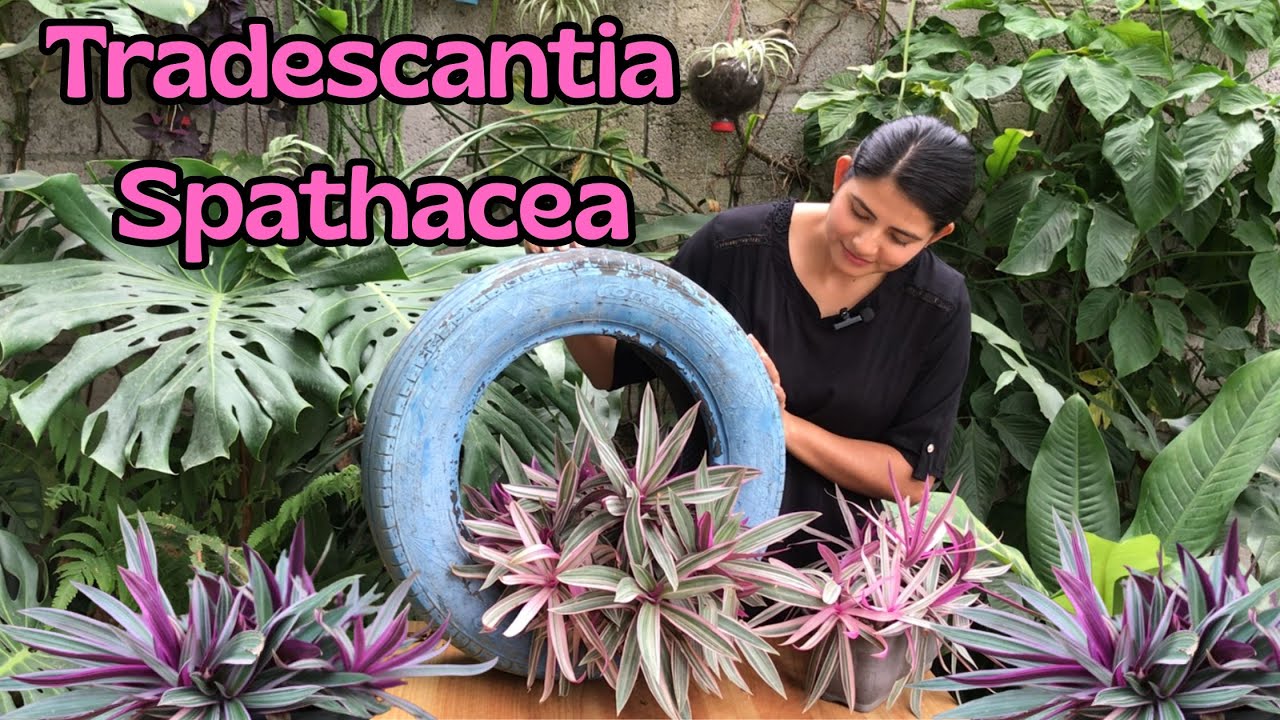 Tradescantia Spathacea CÓMO mantener su color rosa