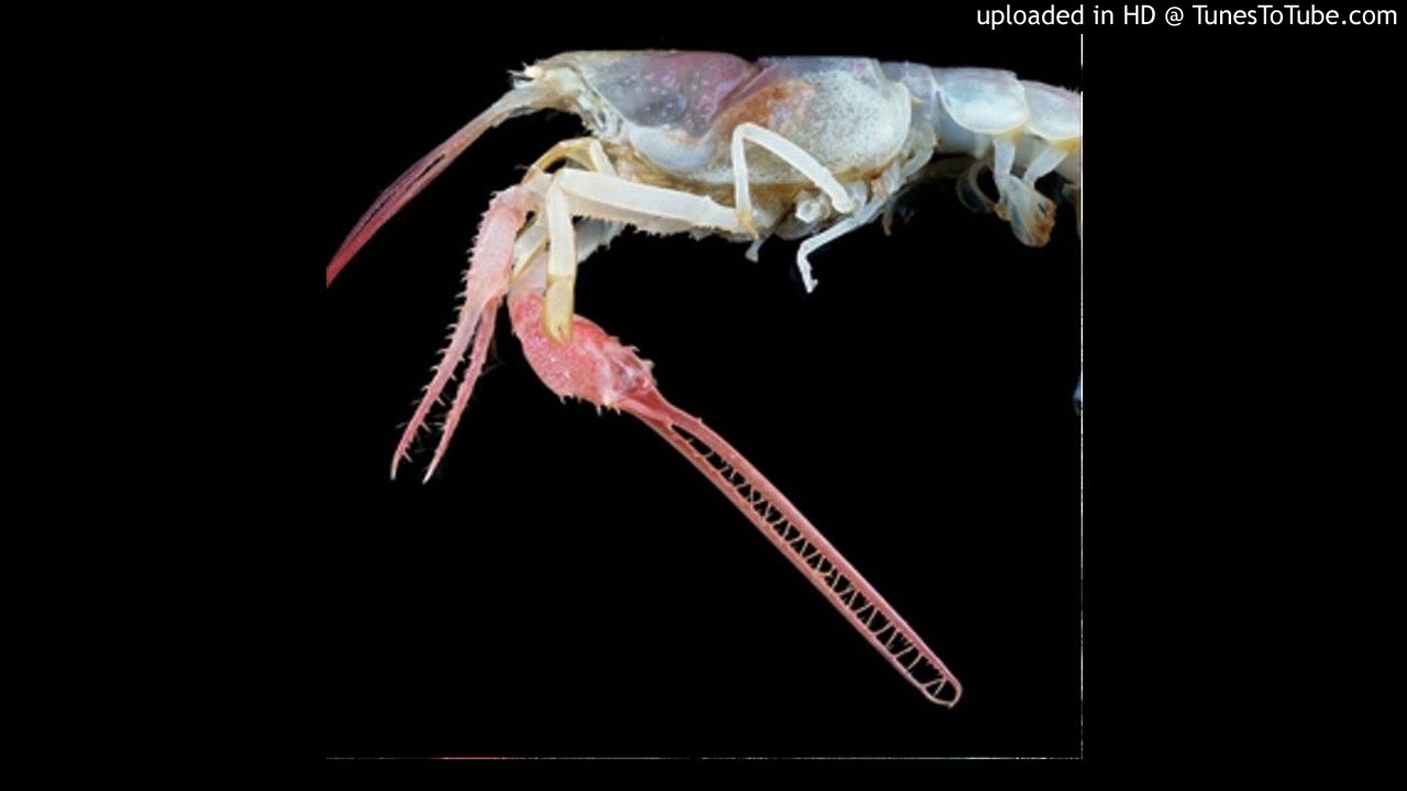 Technical Pillow - Lobster by night
