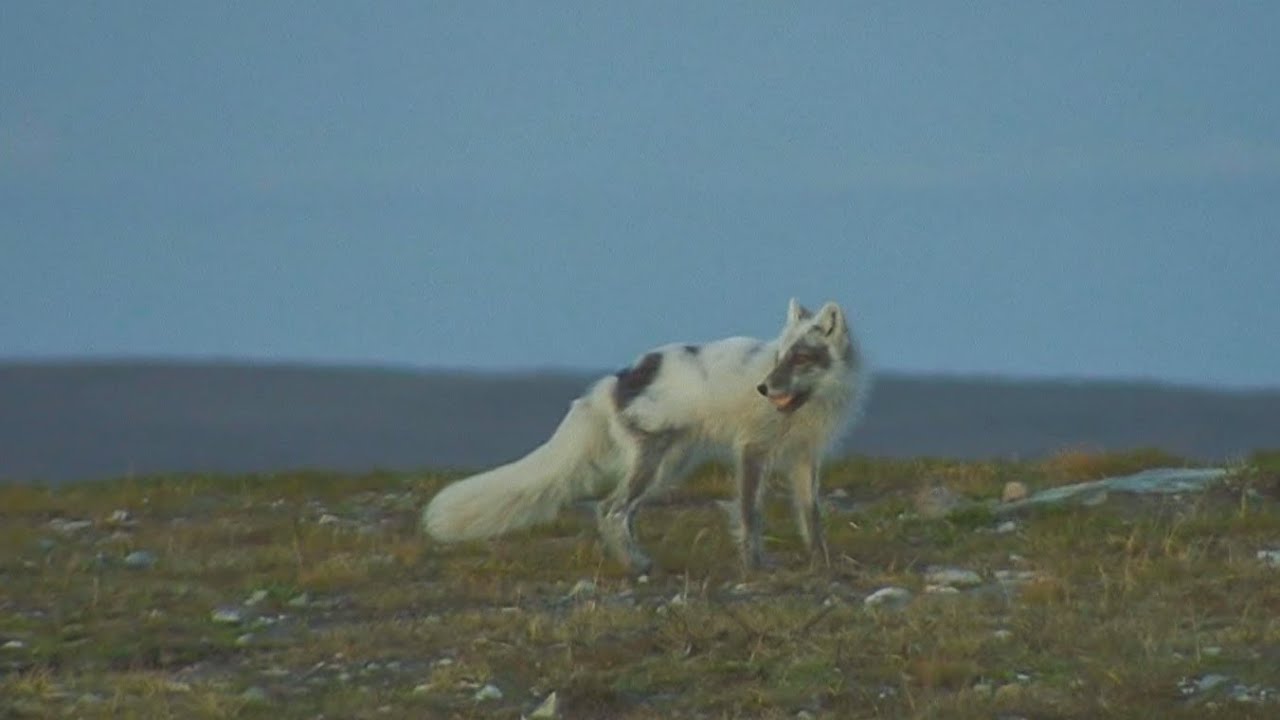 Fjällräv  Arctic fox  Flatruet Härjedalen  17 juni 2013
