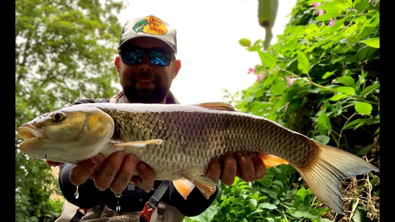 Urban Fishing for BIG CHUB in LONDON/ Duze Klenie na spinning