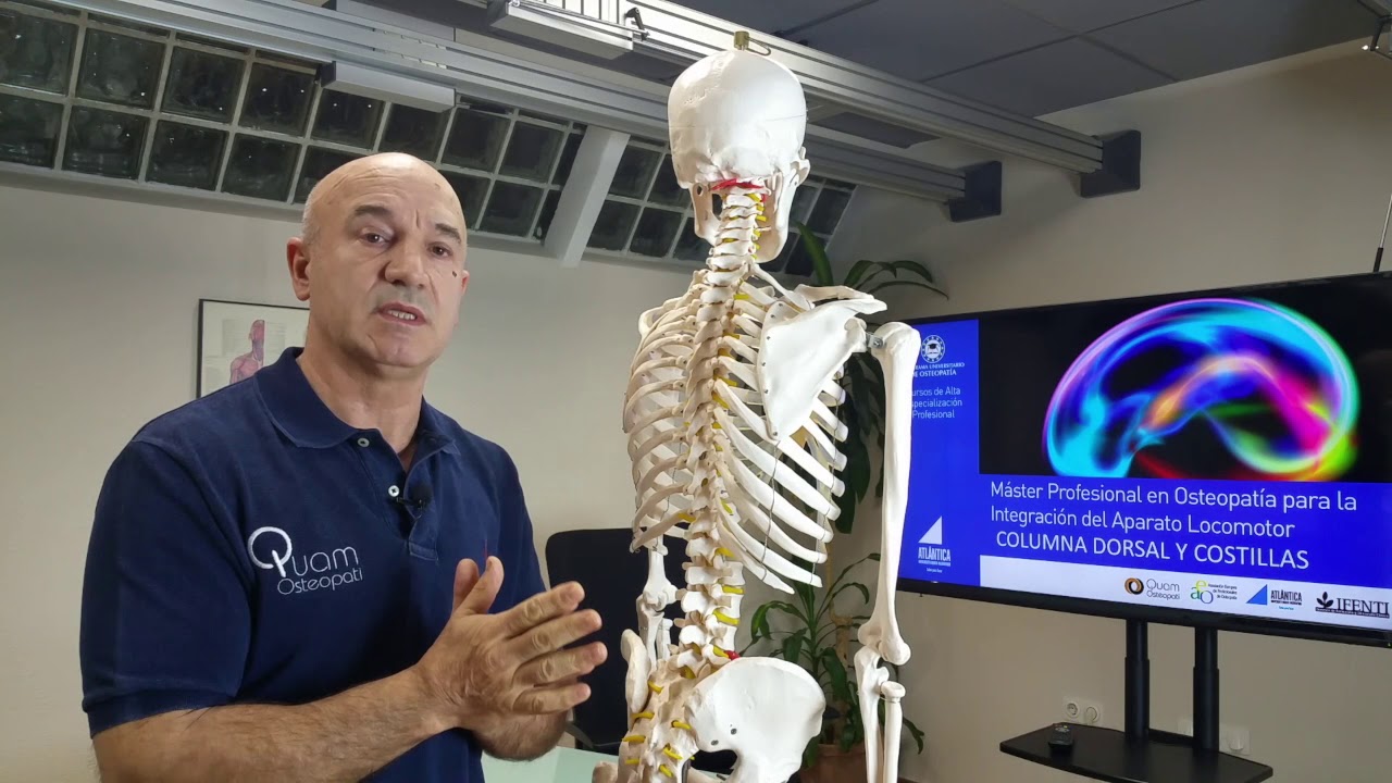 Presentación Osteopatía Estructural: Columna dorsal y costillas