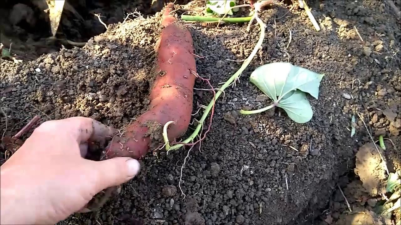 Батат сорта Пурпл (Purple Sweet Potato) .Огромный урожай с 1 куста.Трудности выкапывания окупаются.