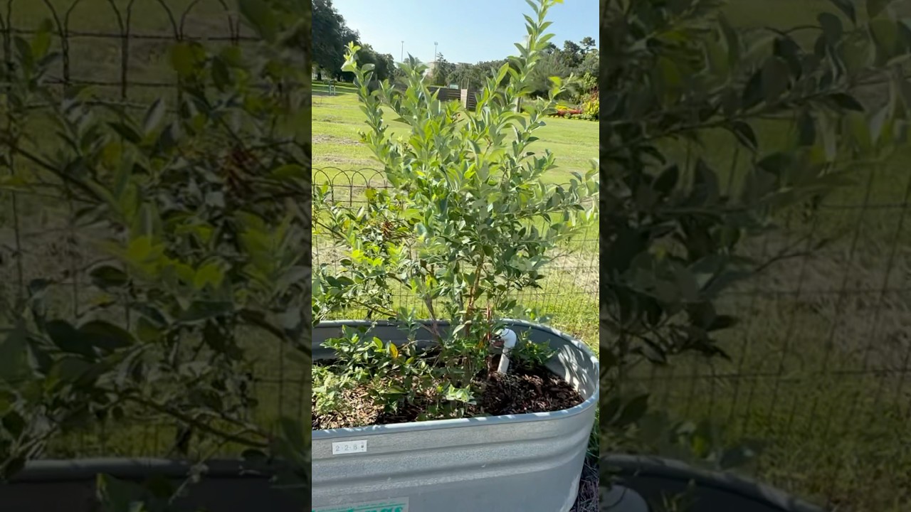 Container blueberries ￼#garden #gardening #ytshorts #farmstead #shorts #plants #blueberry #container