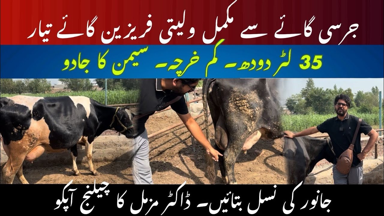 Jersey cow say Friesien cow ready II Make best breed in cows II 35 Liter crossbred cow rate 