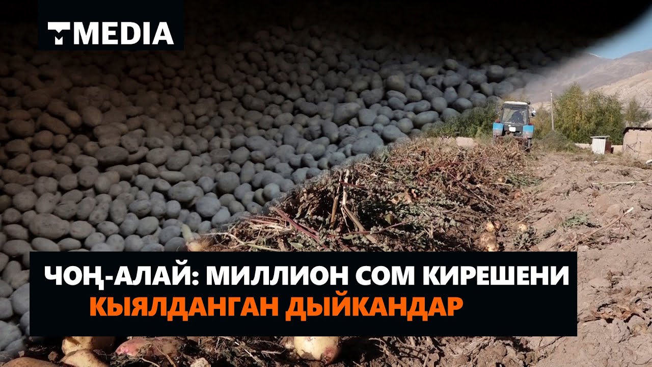 Чон Алай: Миллион сом кирешени кыялданган дыйкандар