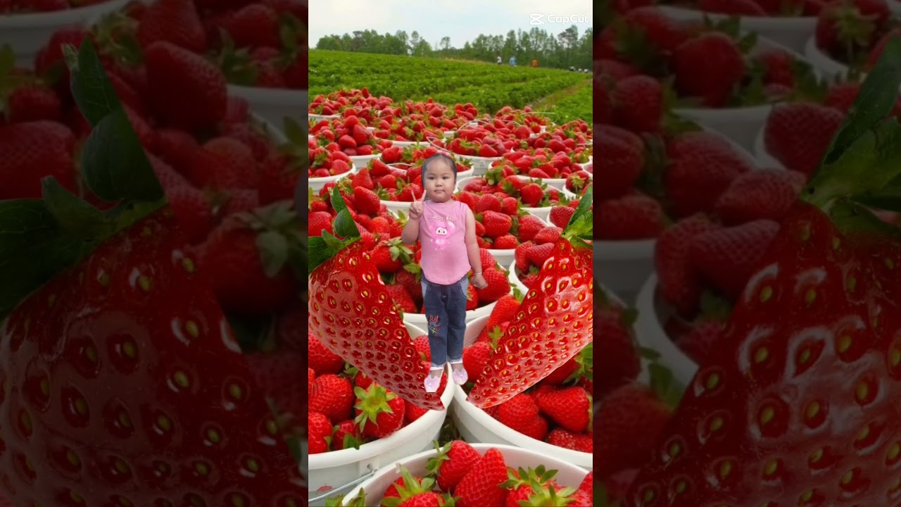 Quả D&acirc;u T&acirc;y Kỳ lạ||Exotic Strawberries #shortvideo #cute #baby #satisfying #food #comedy #cutebaby