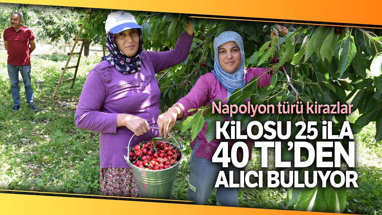 Napolyon Türü Kirazlar Üreticinin Yüzünü Güldürüyor