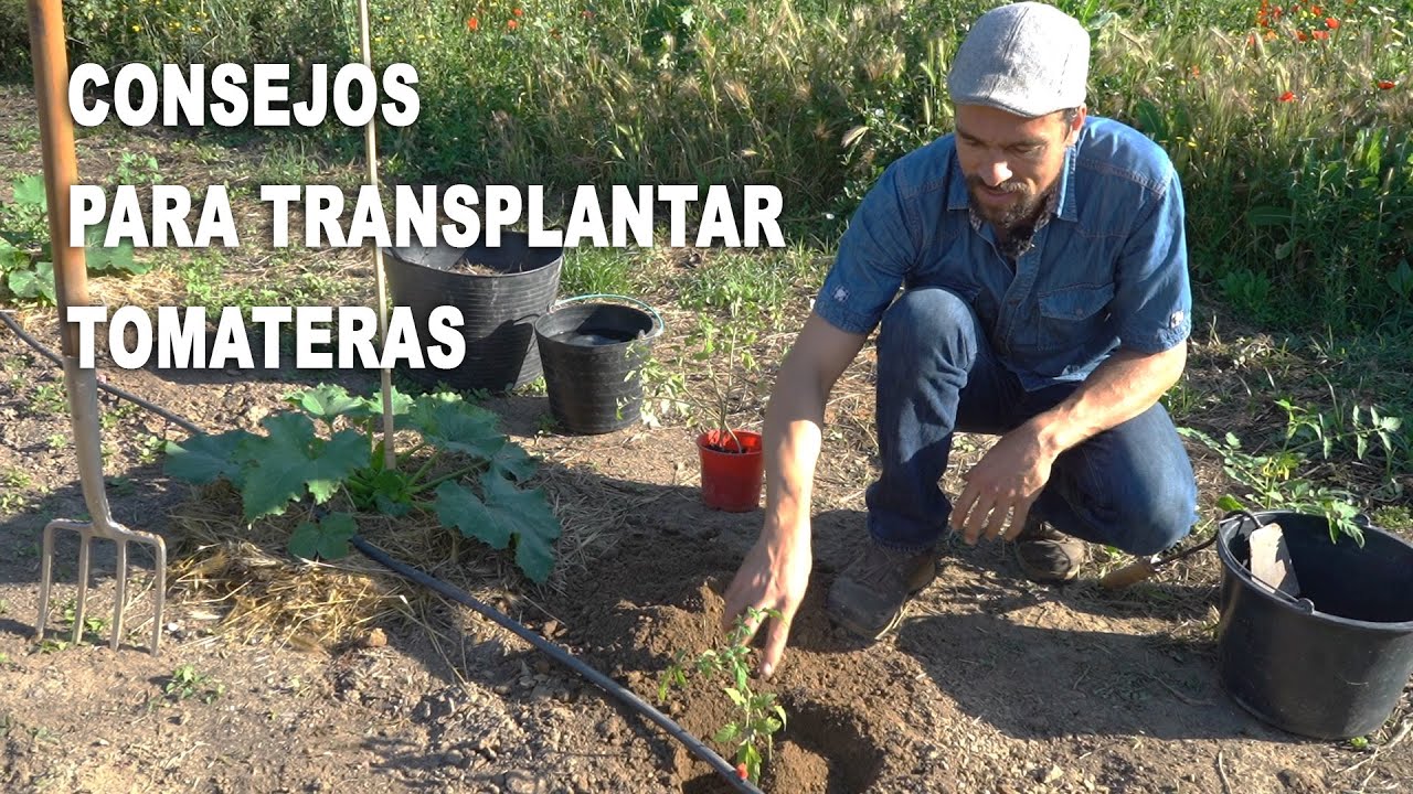 Consejos para trasplantar tomateras