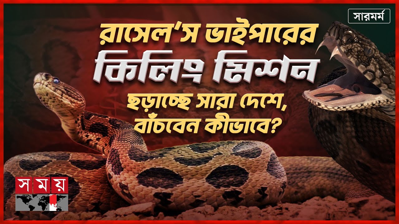 চরিত্র পাল্টে যমদূত রাসেলস ভাইপার ঢাকারও কাছে! | সারমর্ম | Russell's Viper | Somoy TV