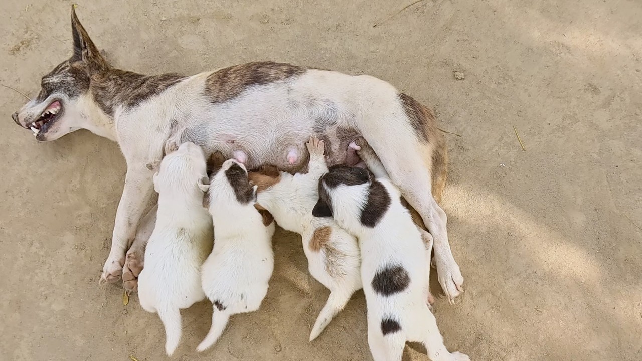 So Adorable! Cute Puppies Drinkiing Mother's Milk With Pure Love 😍🍼