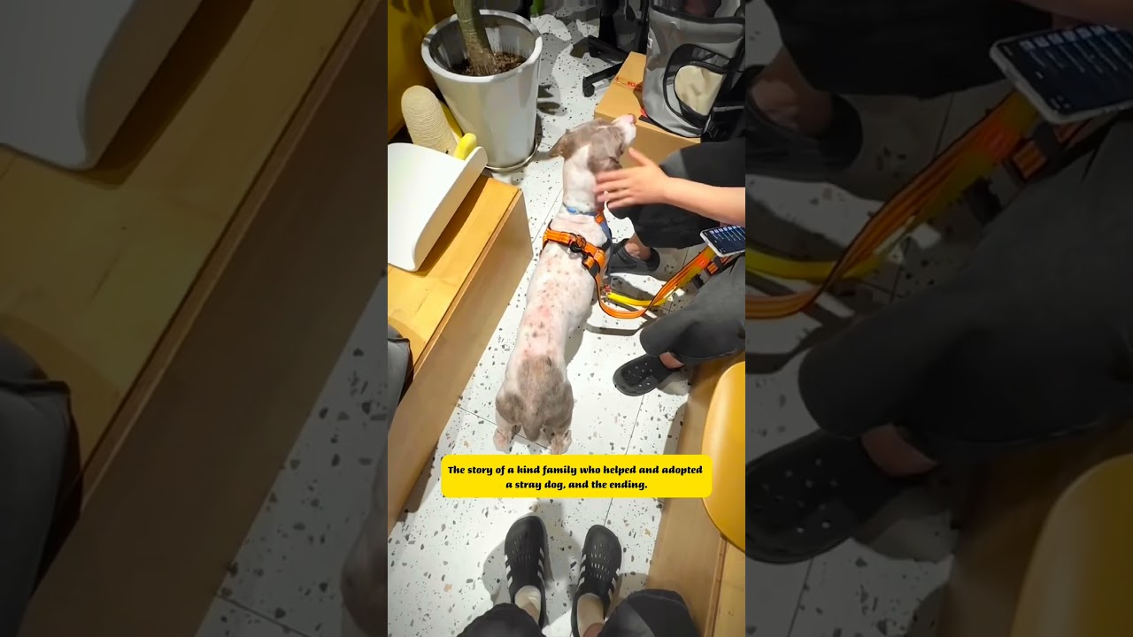 История доброй семьи, которая помогает и приютила бездомную собаку. #милыеживотные #спасенные #со...