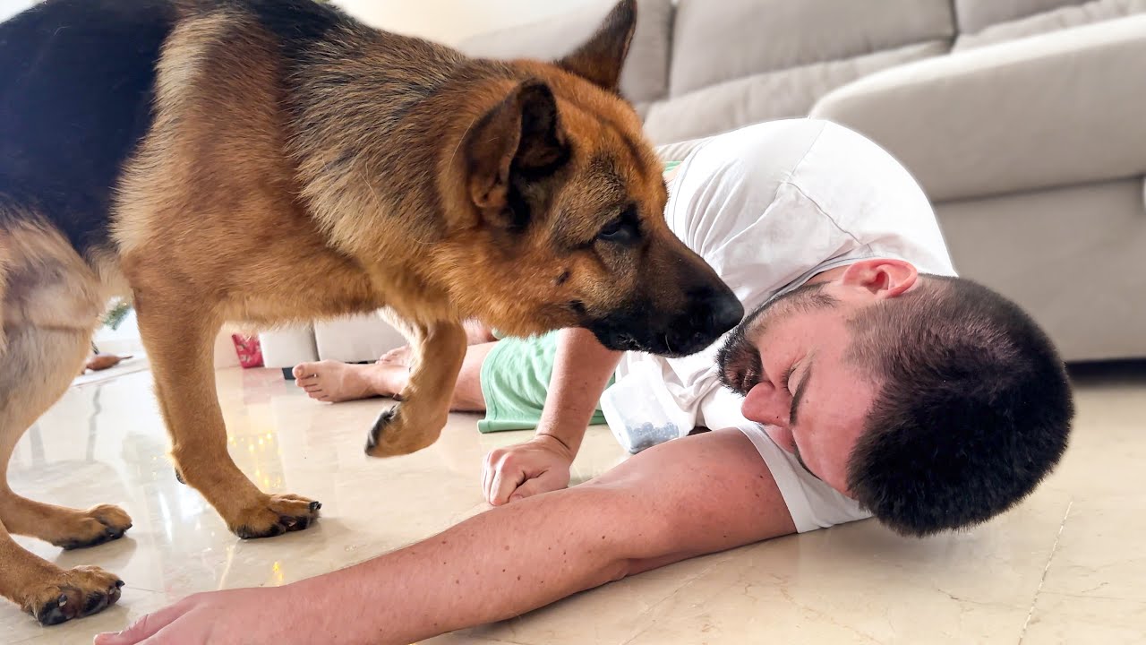 German Shepherd Reaction to Me Faking My Death in front of Him