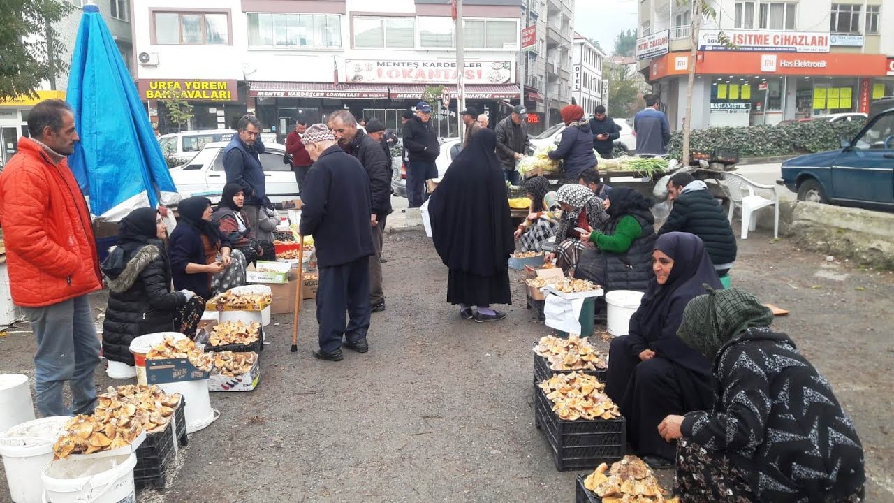 KARLI DAĞLARDAN MANTAR TOPLADILAR