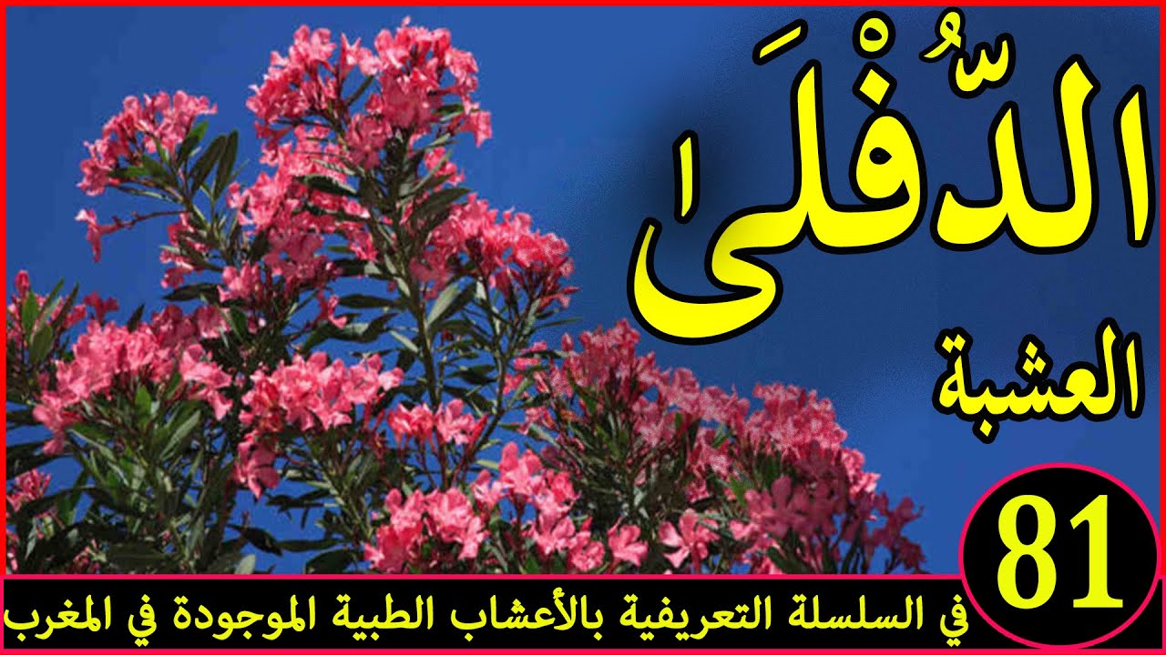 الدفلى العشبة 81 في السلسلة التعريفية بالأعشاب الطبية الموجودة في المغرب