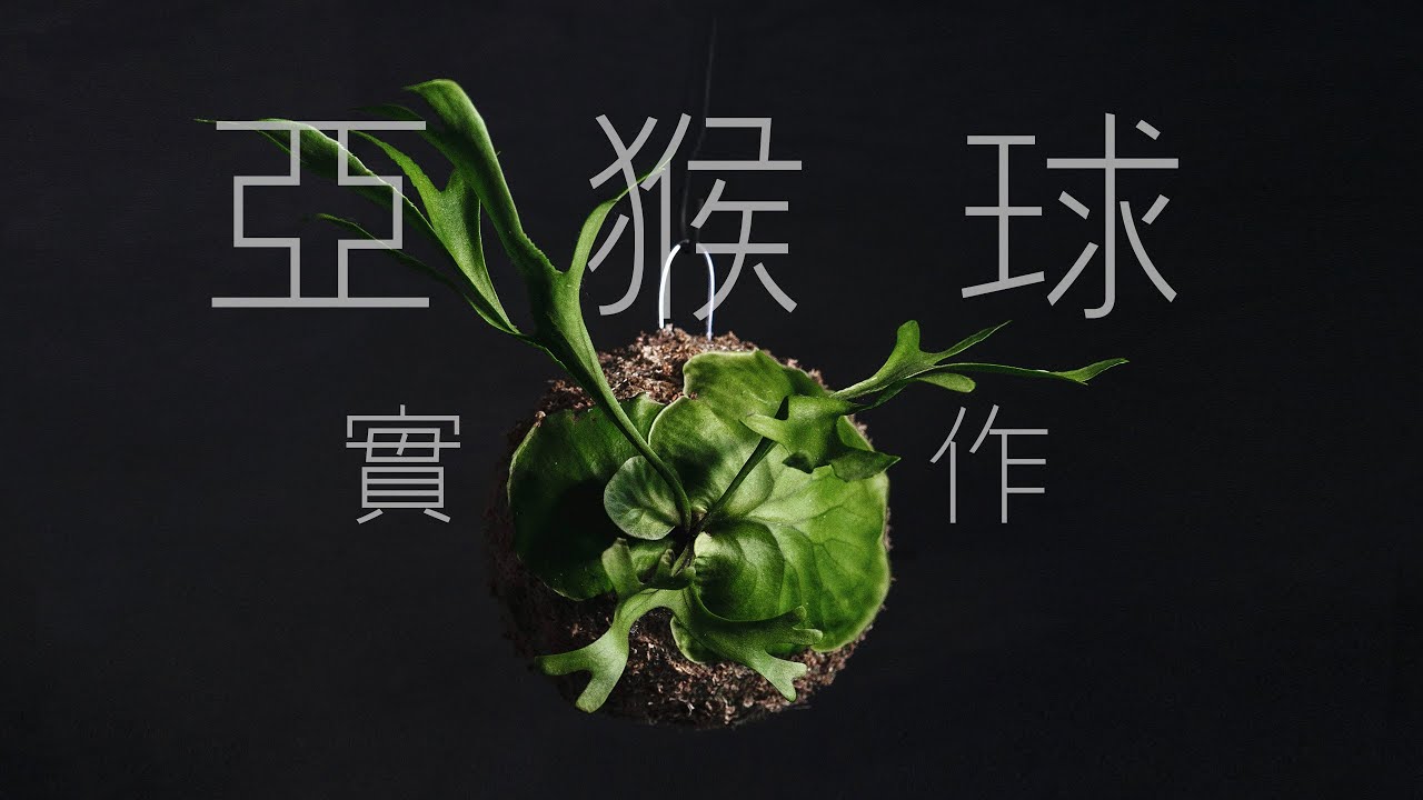 亞猴球實作~把亞猴鹿角蕨變成鹿角星球！｜植屋