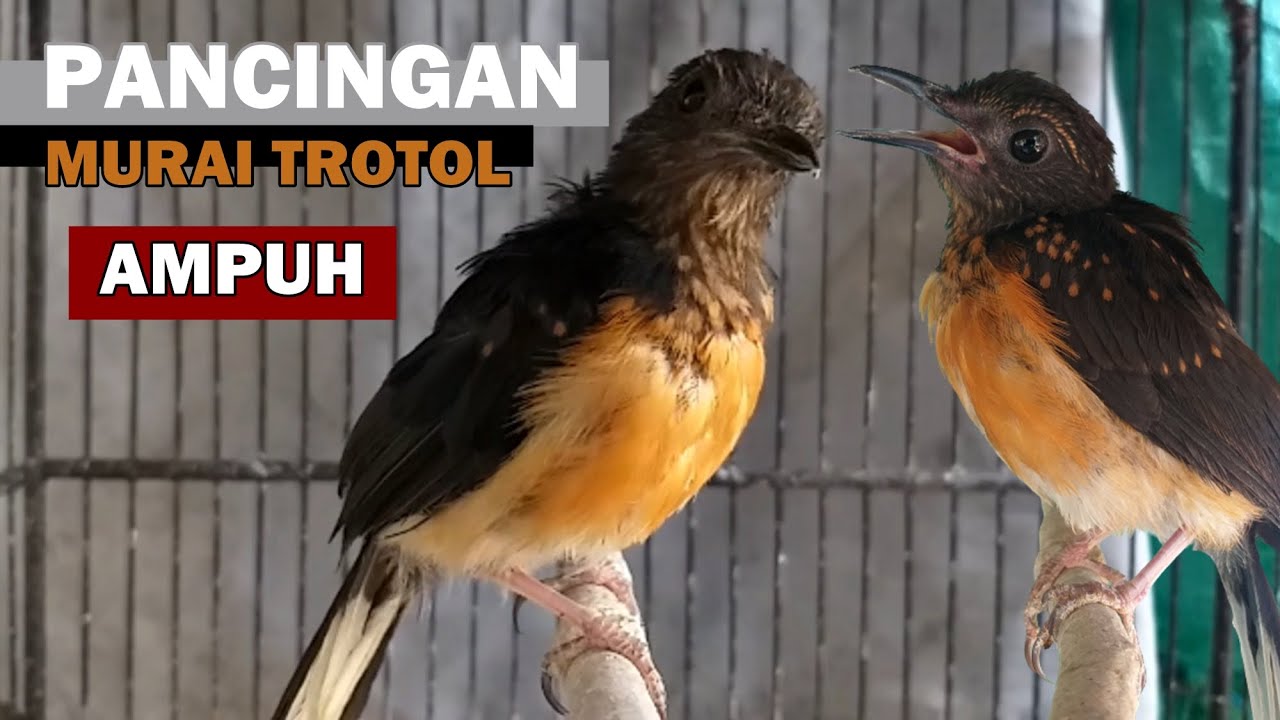 Suara Murai Batu TROTOL Belajar Bunyi Ngriwik untuk Pancingan PIKAT MB Anakan BAHAN Agar Cepat GACOR