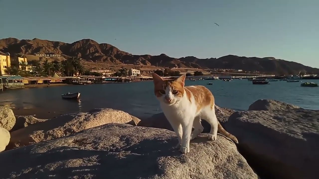 Причал Акабы в лучах заката. JORDAN 🇪🇭