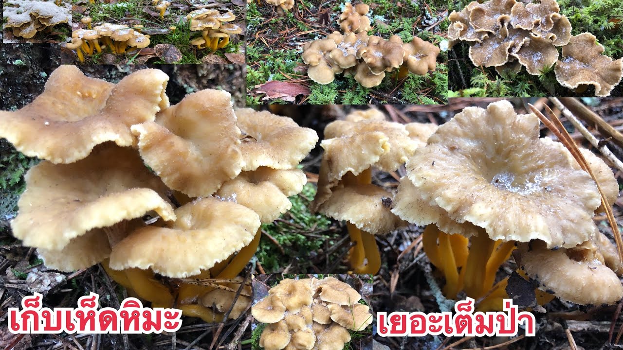🍄6/11/19🍄 เก็บเห็ดหิมะดอกสวยๆ เห็ดแช่แข็งเต็มป่าดอกสวยๆจ้า 🍄Mushrooms🍄