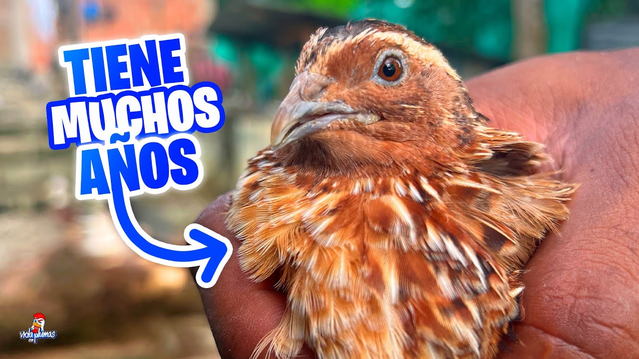 Actualización de Mis Codornices 😫 ¡Ya Están Viejas!