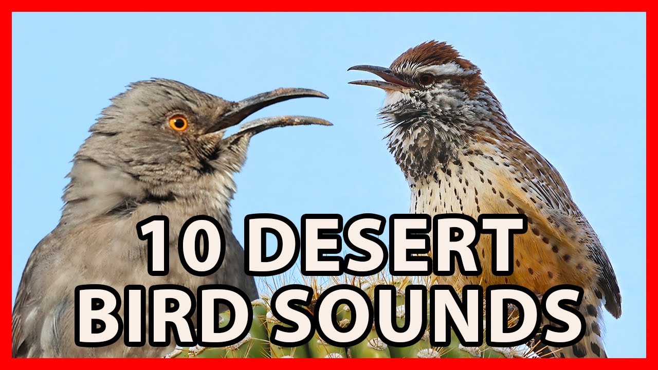 10 Arizona Bird Sounds, Desert Bird Calls