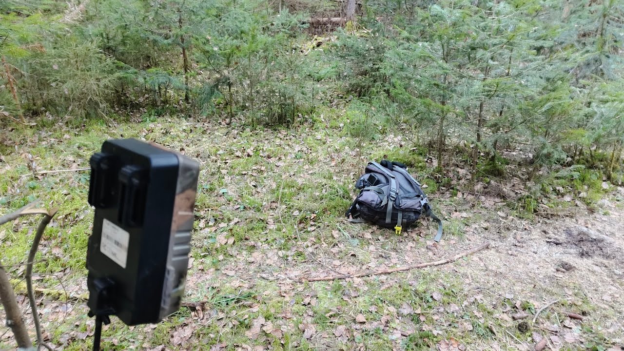 Пропал человек в лесу! Кого засняла фотоловушка?
