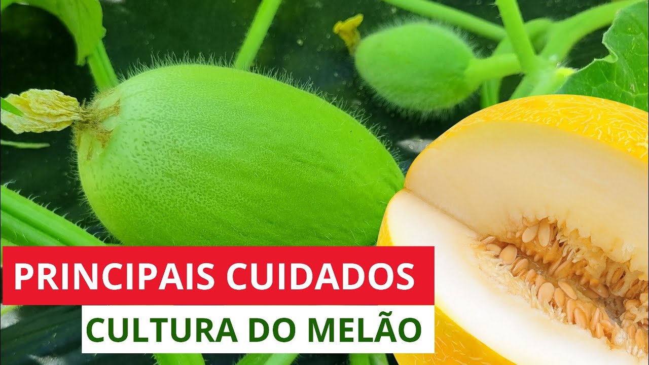 CUIDADOS IMPORTANTES NA CULTURA DO MELÃO - COM PROF. CAIO SANTOS