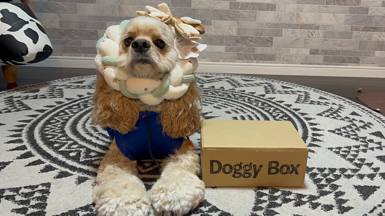 🐶Doggy Boxさんからクリスマスプレゼントが届いたヨ【アメリカンコッカースパニエル】