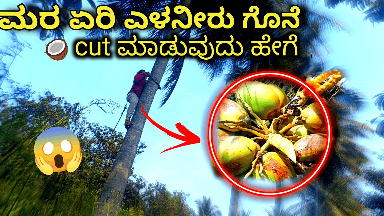 ಮರ ಏರಿ ಎಳನೀರು ಗೊನೆ ಕಟ್ ಮಾಡುವುದು ಹೇಗೆ | Coconut Tree Climbing & Tender Coconut Cutting