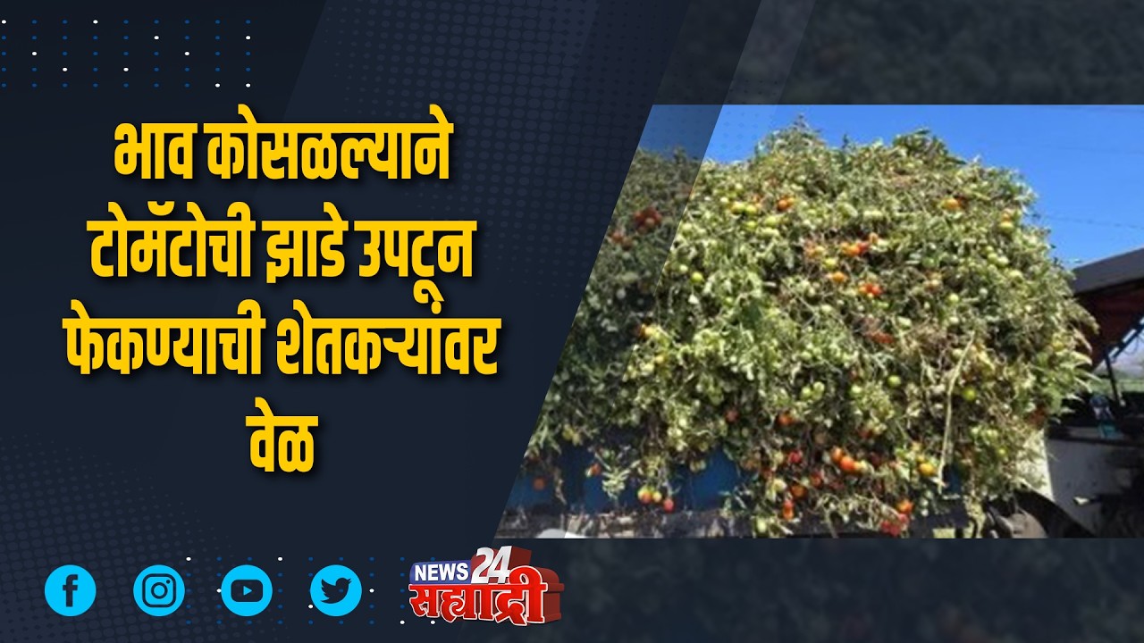 सह्याद्री टॉप १० न्यूज । ​भाव कोसळल्याने टोमॅटोची झाडे उपटून फेकण्याची शेतकर्‍यांवर वेळ