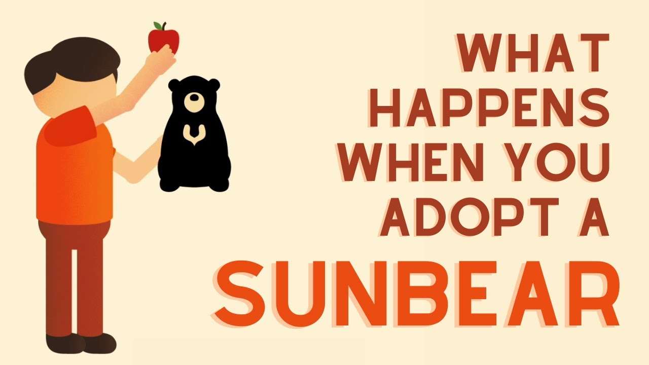 What happens when you adopt a sunbear? - Bornean Sun Bear Conservation Centre (Beruang Madu)