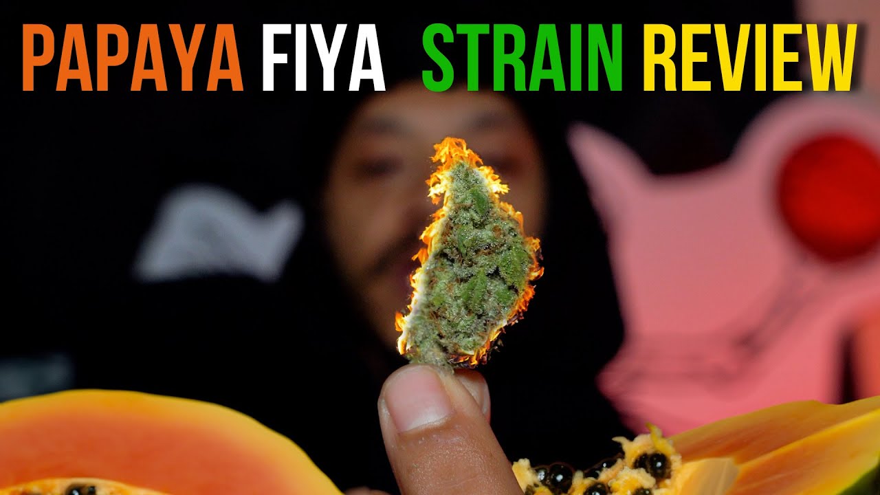 Qualifire Farms Papaya Fiya Strain Review