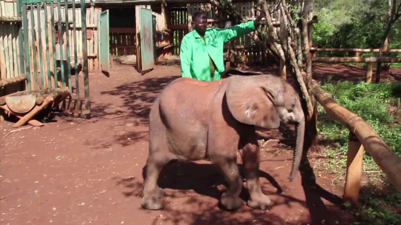 The Rescue of Tundani | Sheldrick Trust