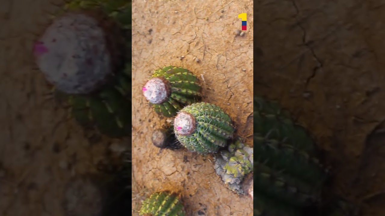 🇨🇴 Tatacoa Desert a place of stark beauty and dark night skies