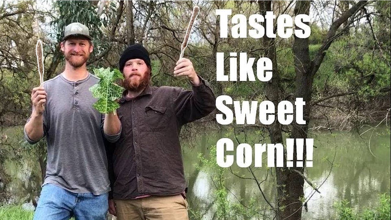 Roasted Cattail Heads w/ FRICTION FIRE!