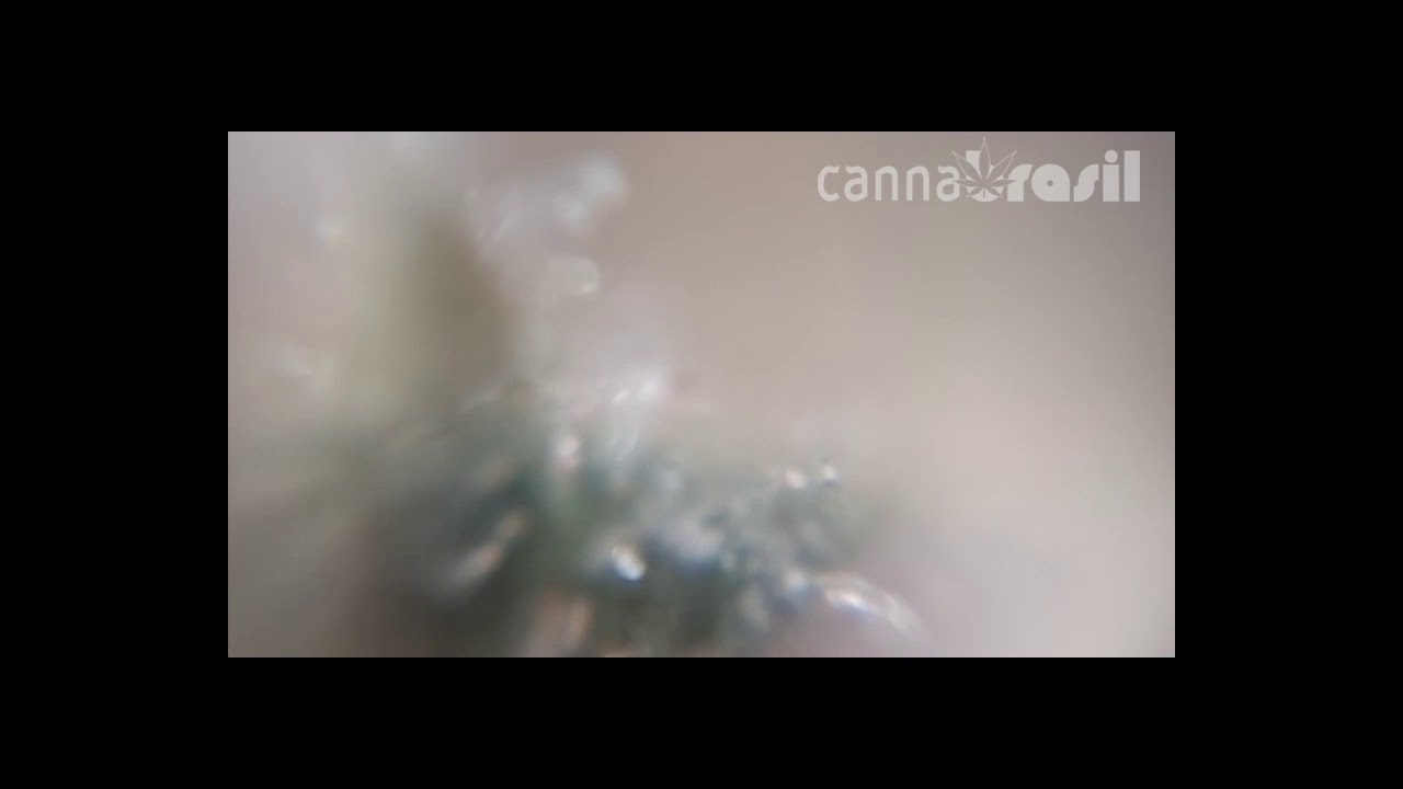 Tricomas de planta de cannabis