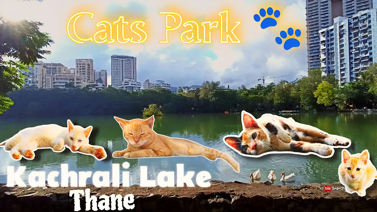 Cats Park || Kachrali Lake Thane || #newvlog  #cats #catlover