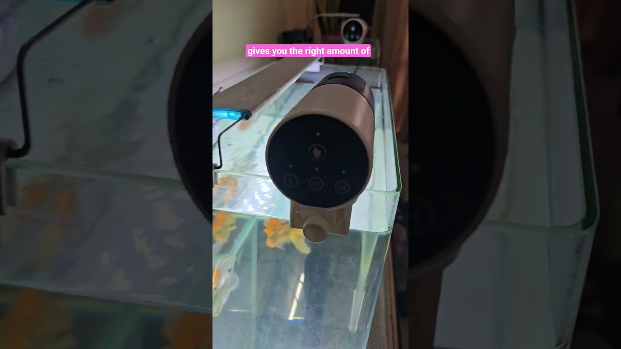 Secret to keeping fish tank water clean 