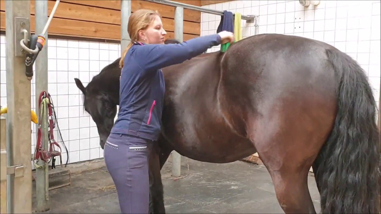 Brush after riding (bitless) Uniek the Friesian Horse.