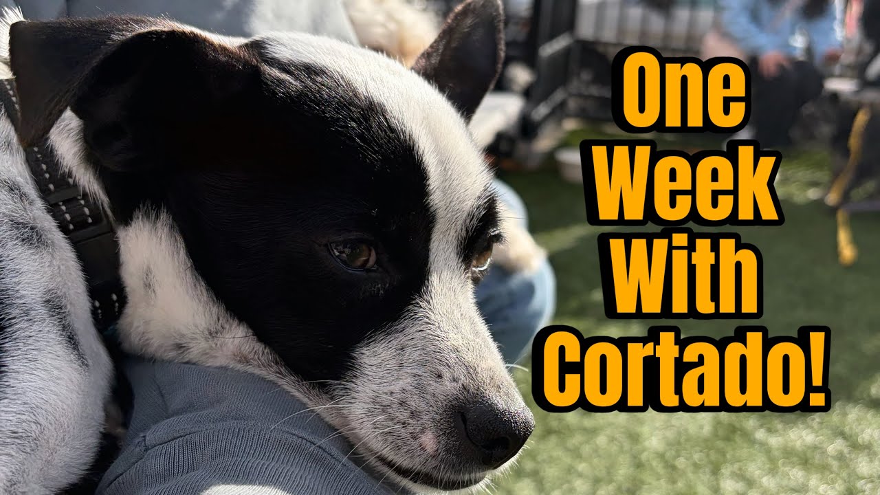One week with my rescue dog Cortado!