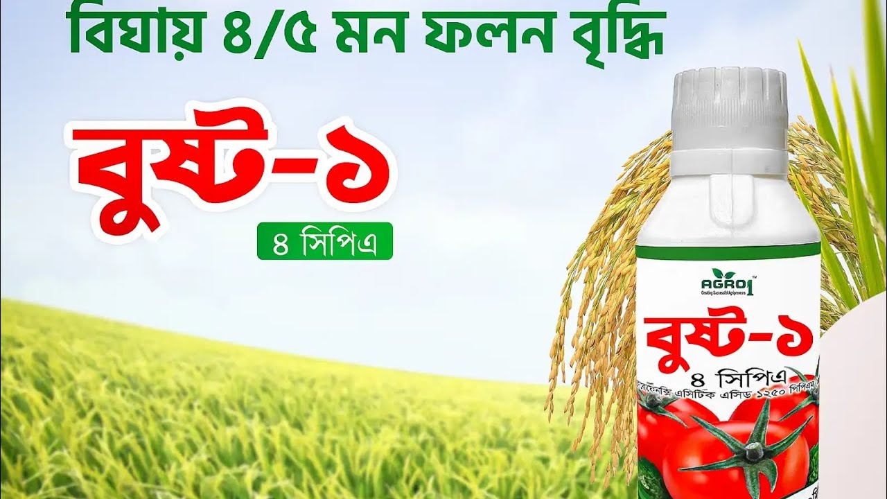 ধানের ফলন বৃদ্ধিতে একমাত্র সমাধান এগ্রো-১ এর বুস্ট-১