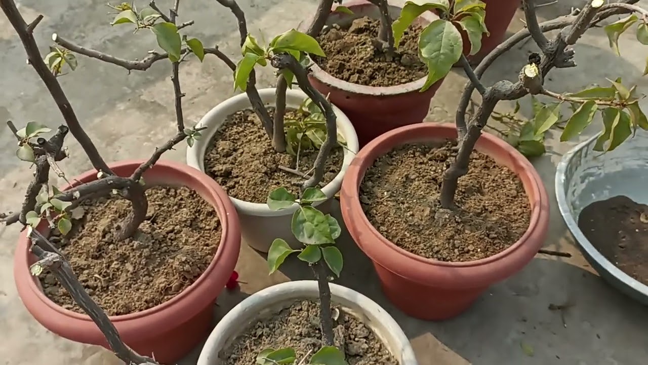 जनवरी में बेगानवेलिया पौधों पर कुछ जरूरी कार्य जिससे मार्च में हो भरपूर फ्लावरिंग।जानिए 5 केयर टिप्स