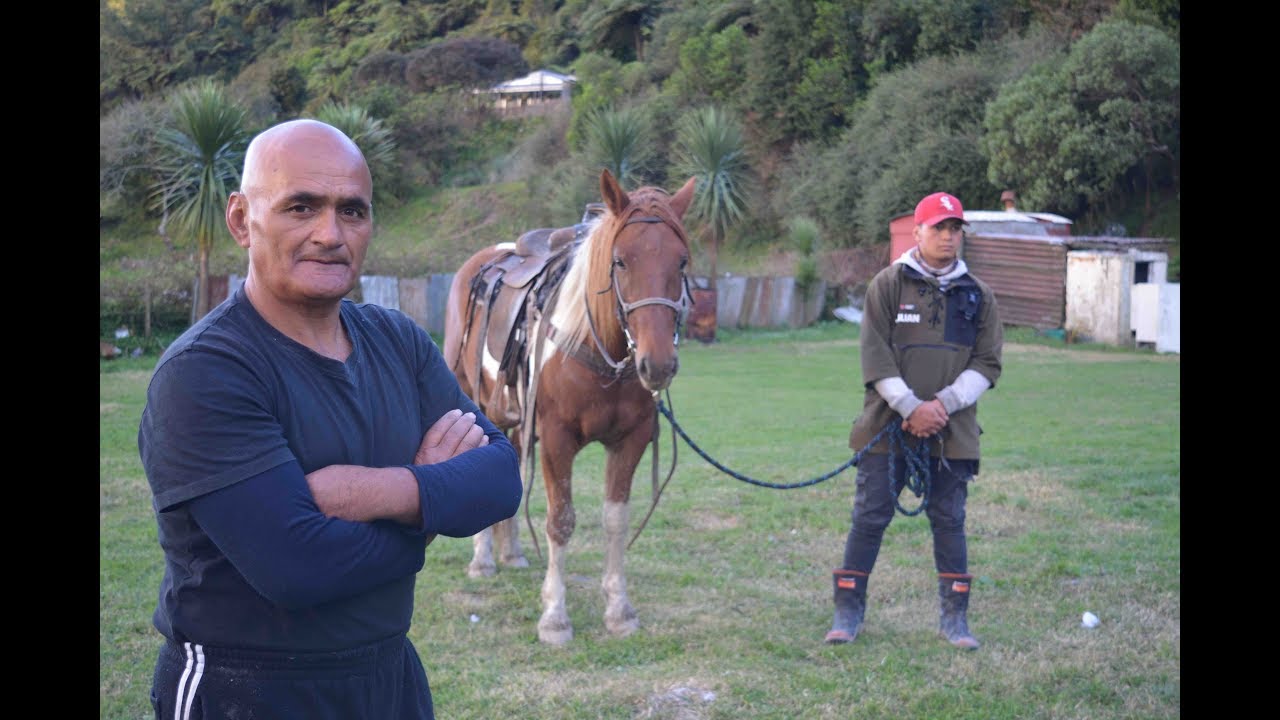 Urewera Life Hoiho