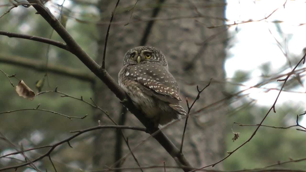 Spurveugle (Glaucidium passerinum), Tisvilde Hegn 19. november 2011