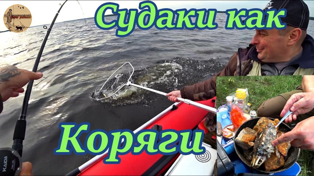Судаки как коряги. Такое бывает не каждый год. Рыбалка на водохранилище.