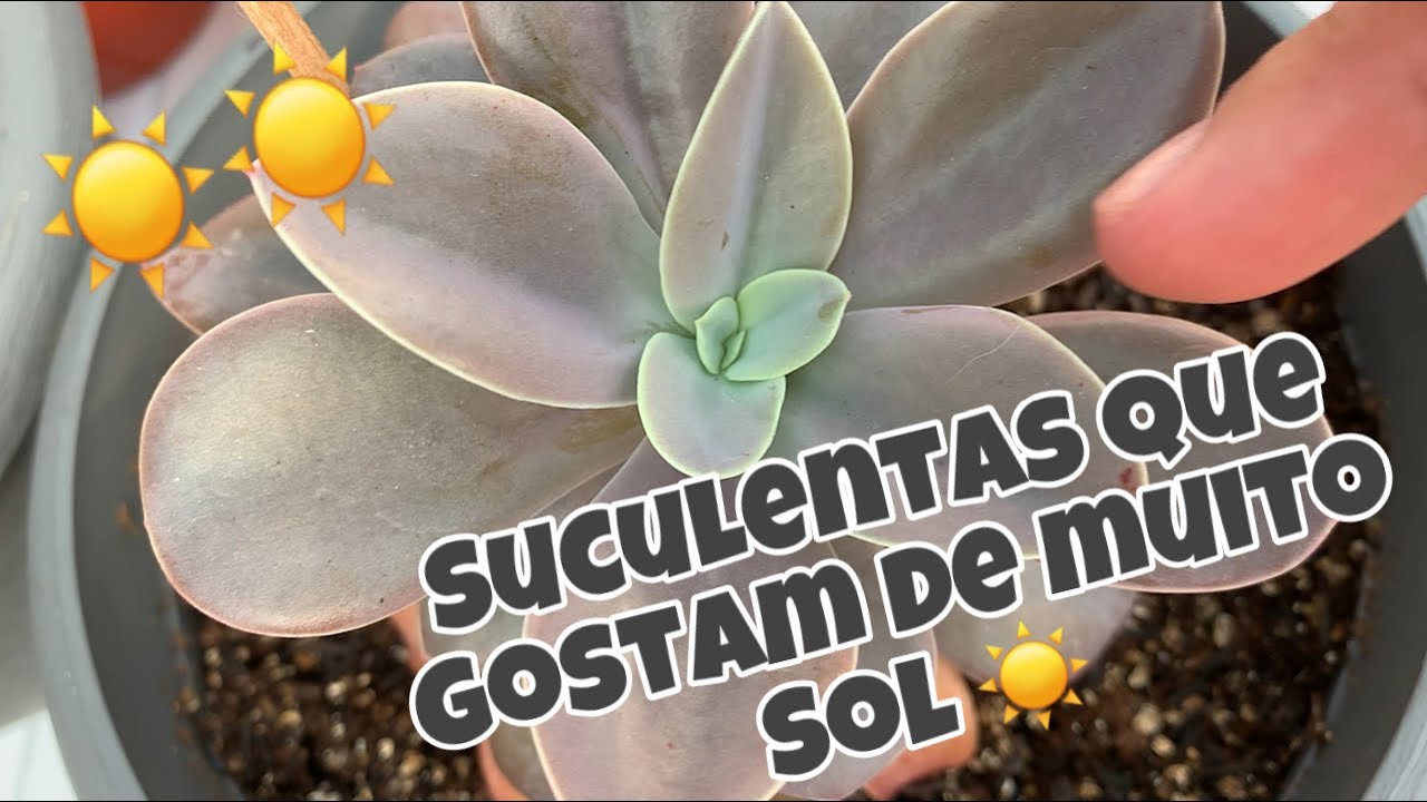 Suculentas que gostam de muito sol por dia