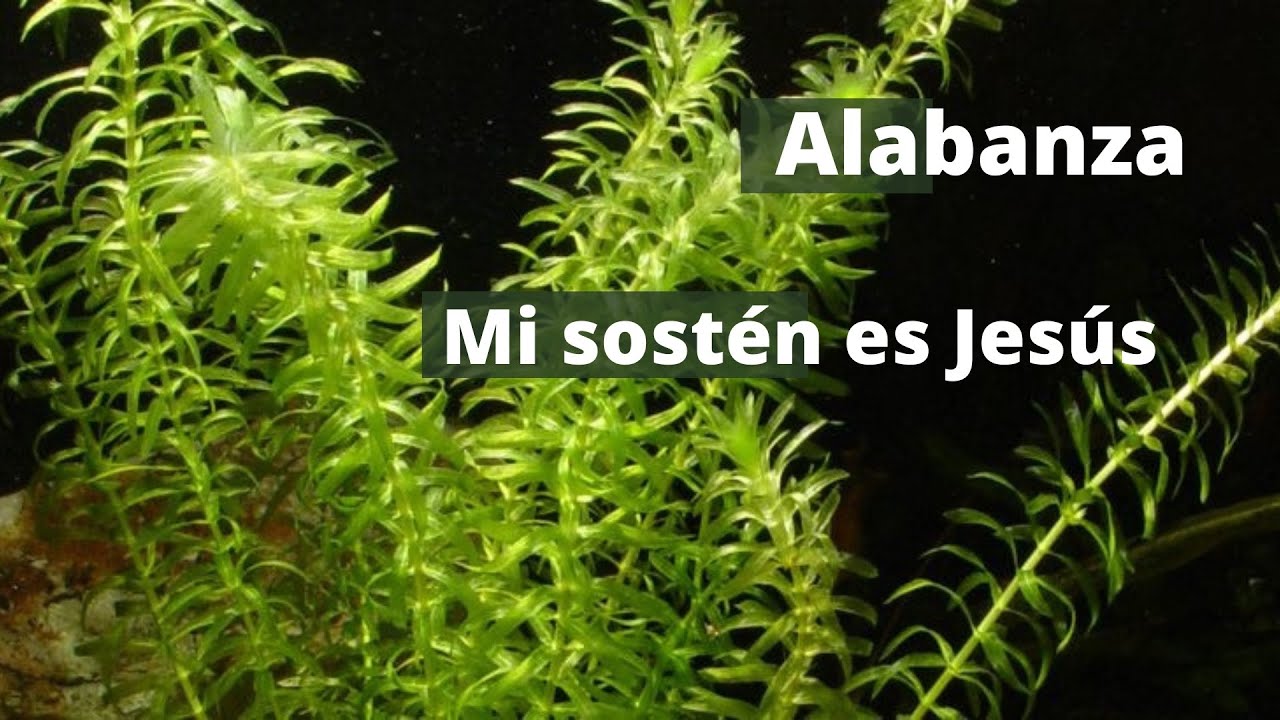 Alabanza - Mi sostén es Jesús.