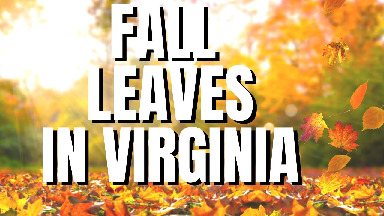 3 TIPS AUTUMN LEAVES VIRGINIA \ WAYPOINT HOUSE BED AND BREAKFAST FALL LEAVES SHENADOAH NATIONAL PARK